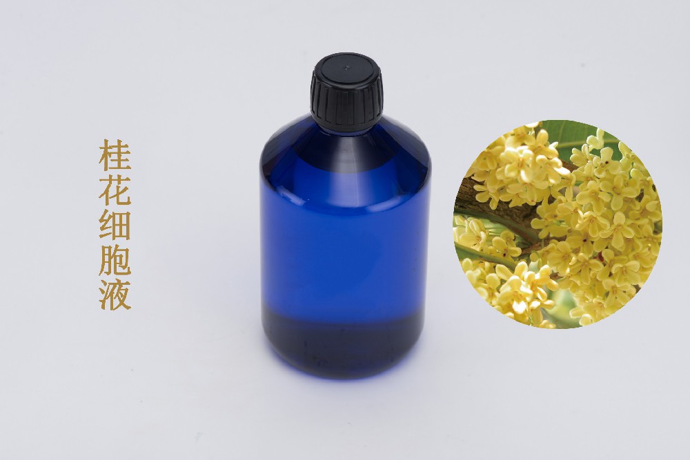 桂花細胞液