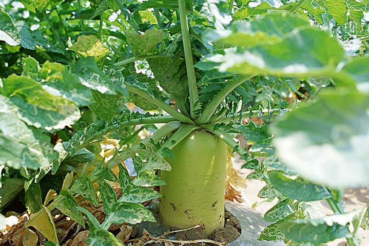 1543977789689481.png 青蘿卜.png