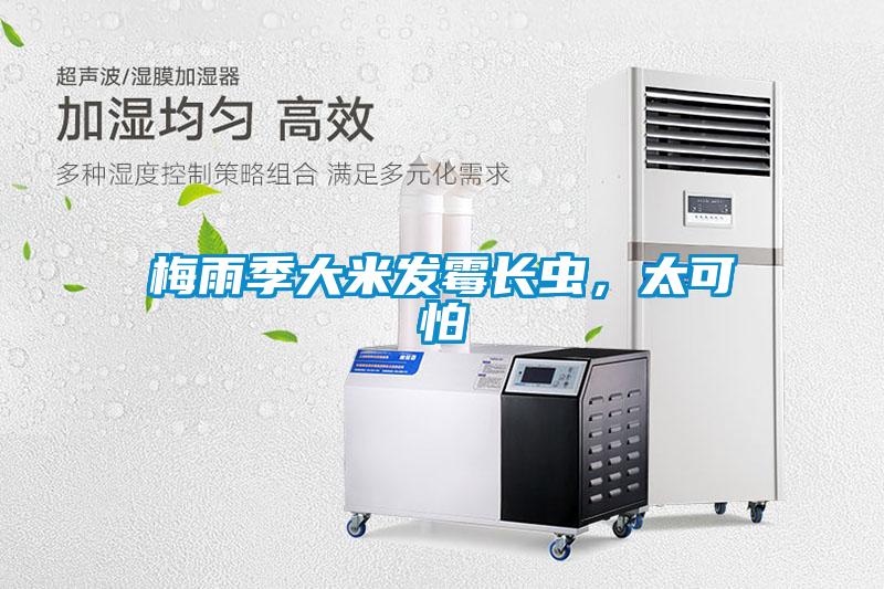 梅雨季大米發(fā)霉長(zhǎng)蟲(chóng),太可怕